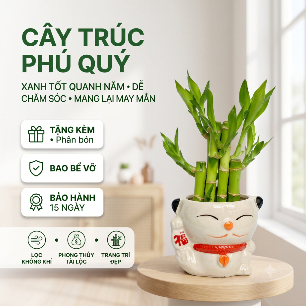 Cây Trúc Phú Quý Kèm Chậu