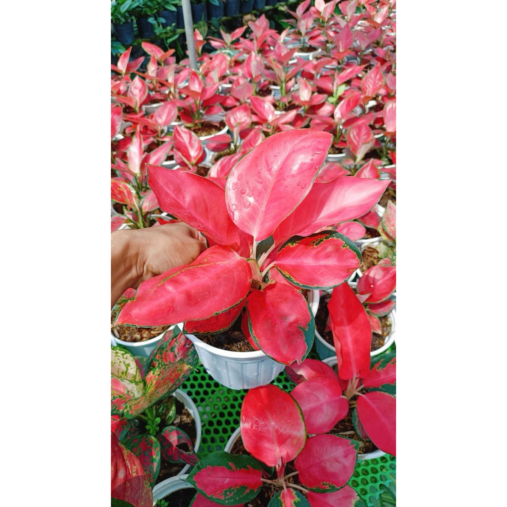 Cây Vạn Lộc Son Đỏ
