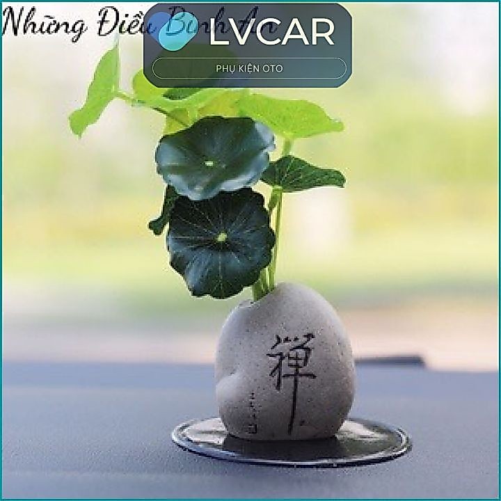 Chậu Cây Tiểu Cảnh Lá Sen Mix