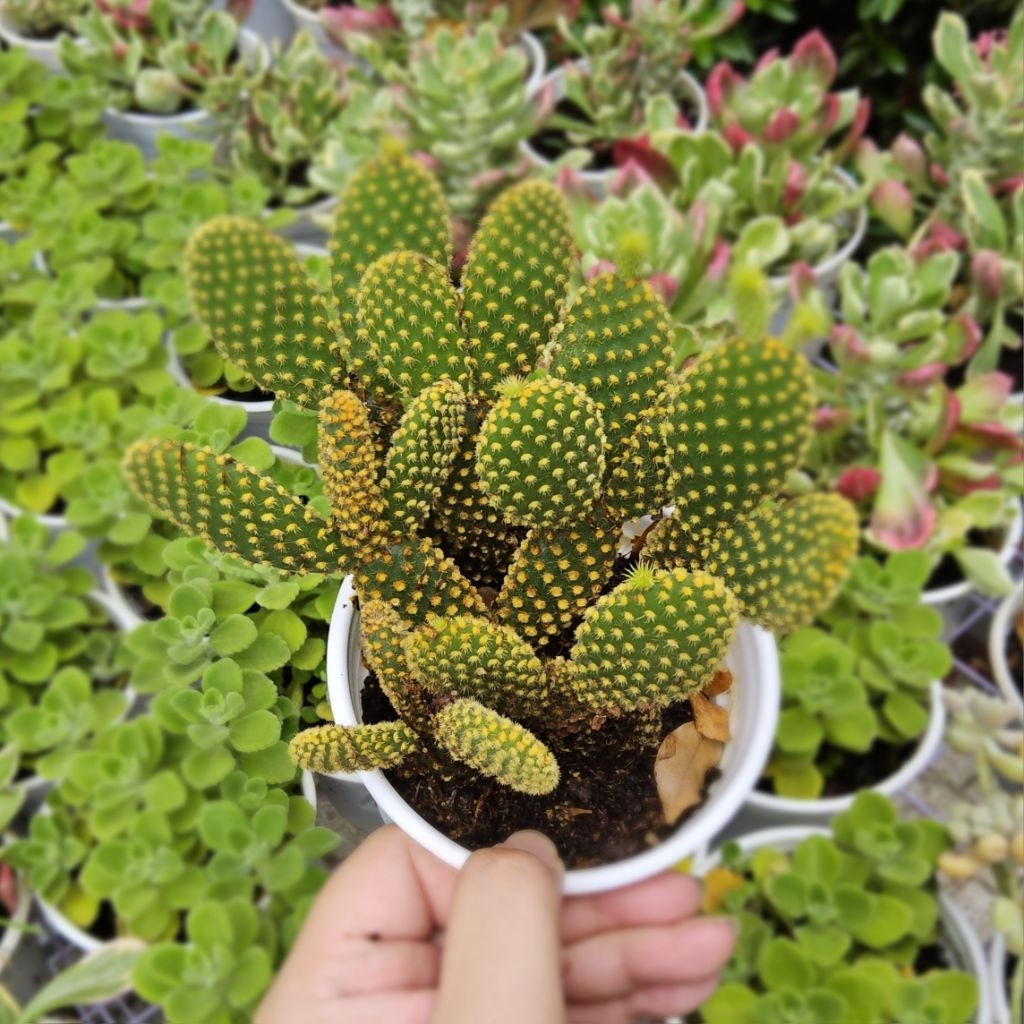 Xương Rồng Tai Thỏ Chậu 10cm